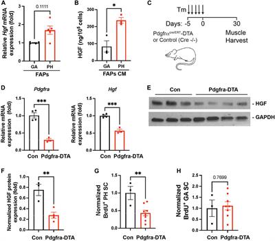 Fibroadipogenic Progenitors Regulate the Basal Proliferation of Satellite Cells and Homeostasis of Pharyngeal Muscles via HGF Secretion